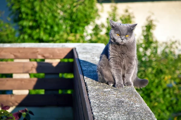 Britse kat luisteren naar iets — Stockfoto