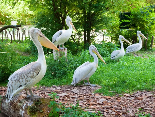 Pelicanos de pé em uma fileira — Fotografia de Stock