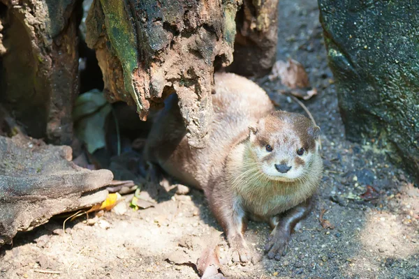 ツリーの下でカワウソ — ストック写真