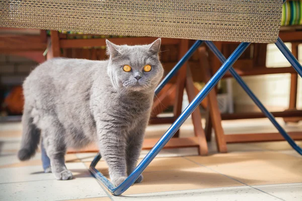 Gato britânico com olhos grandes — Fotografia de Stock