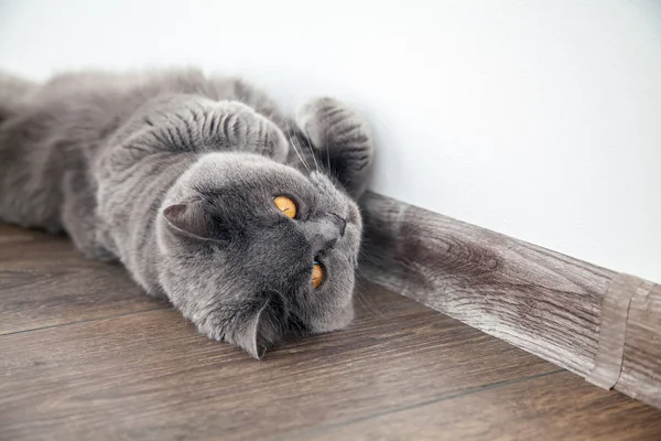 Британская кошка лежит на полу — стоковое фото
