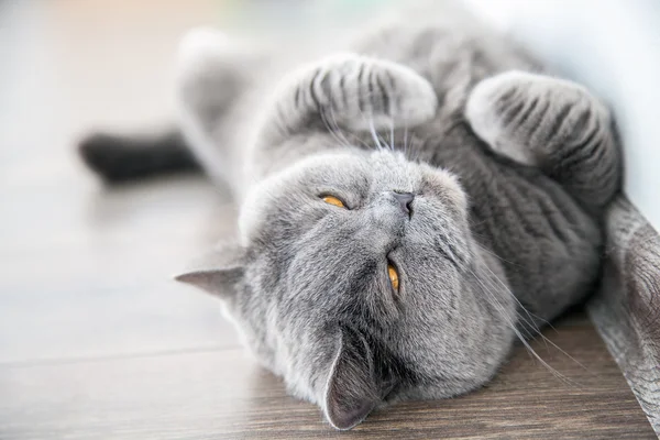 Кошка, закрывающая глаза — стоковое фото