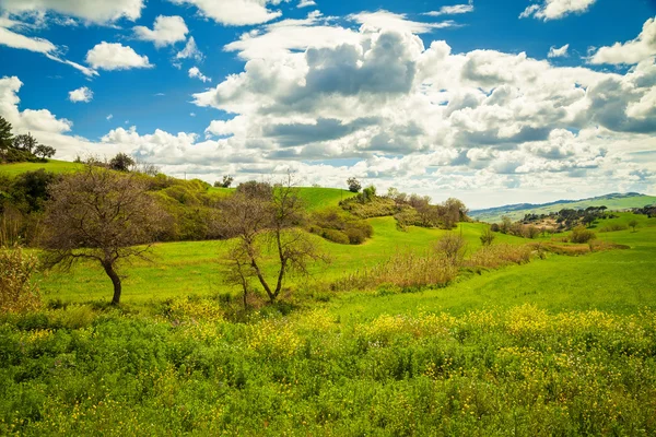 Prado verde na Sicília central — Fotografia de Stock