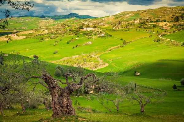 Vecchio albero con prato verde su uno sfondo — Foto Stock