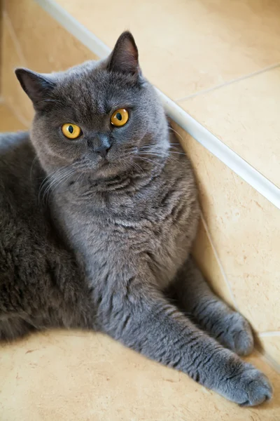 Gato británico gris — Foto de Stock