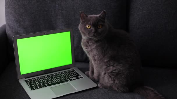 Grå Brittisk Katt Sitter Nära Bärbar Dator Med Grön Skärm — Stockvideo
