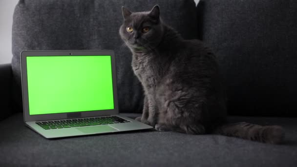 灰色英国猫坐在膝上型电脑旁边 屏幕是绿色的 图库视频