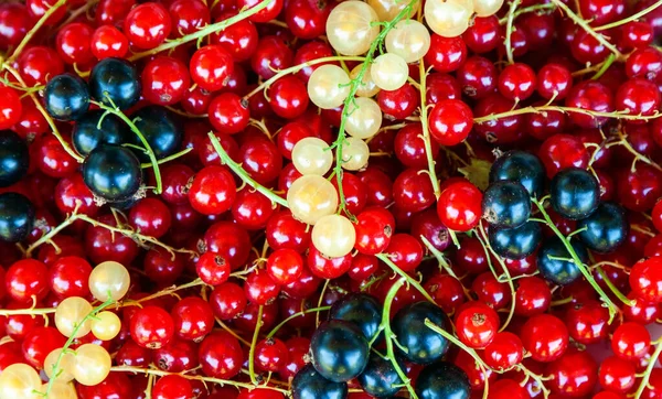 Taze Yaz Meyveleri Arka Planda Kırmızı Siyah Beyaz Frenk Üzümü — Stok fotoğraf