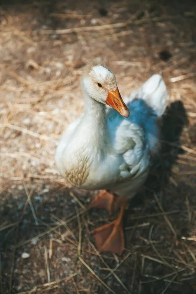Pekin White Pekin American Breed Domestic Duck — Stock Photo, Image