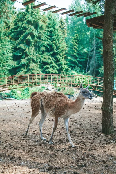 Mooie Jonge Lama Wandelen Boerderij — Stockfoto