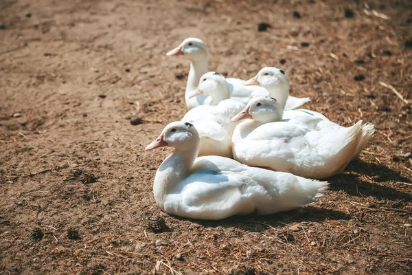 Grupo Patos Blancos Pekin Una Raza Americana Patos Domésticos — Foto de Stock