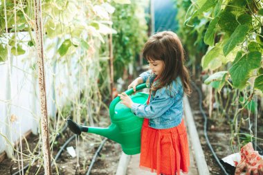 Şirin küçük kız 4-5 yaşlarında. Seradaki büyük bir su bidonundan bitkileri suluyor.