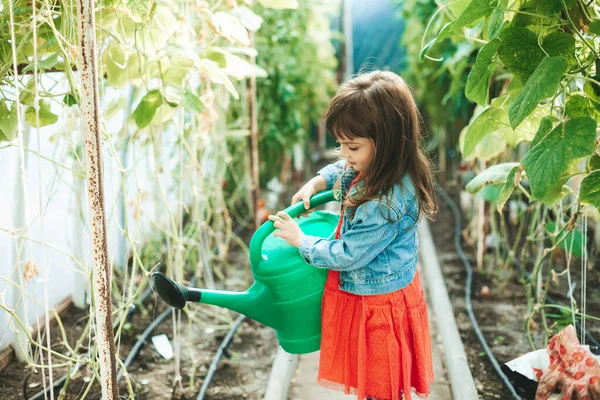 Şirin küçük kız 4-5 yaşlarında. Seradaki büyük bir su bidonundan bitkileri suluyor.