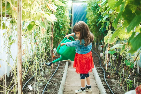 Cute Llittle Girl Years Old Watering Vegetables Greenhouse — Stock Photo, Image