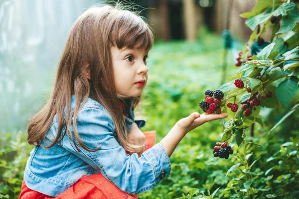 Linda Niña Años Recogiendo Una Zarzamora Madura Arbusto Zarzamora Jardín —  Fotos de Stock