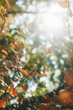 Turuncu yapraklı sonbahar çalısı, sonbahar arkaplanı