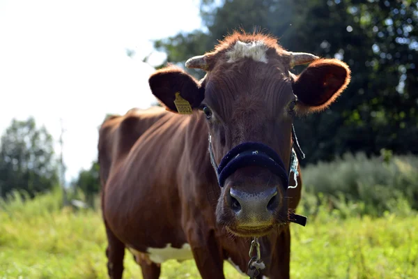 Bir ineğin portresi