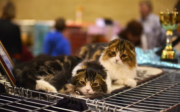 Scottish fold kočky Stock Obrázky