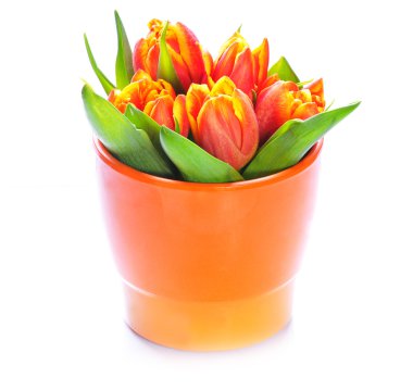Close-Up turuncu bir vazoda turuncu Lale güzel bir buket. Beyaz arka plan üzerinde izole