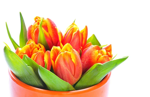 Gros plan d'un beau bouquet de tulipes orange dans un vase orange. Isolé sur fond blanc — Photo