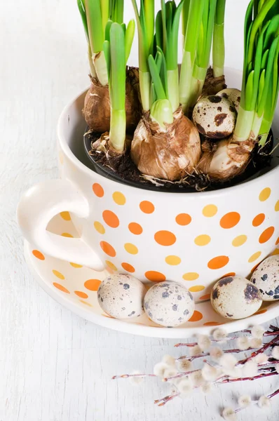 La gran taza con narcisos y huevos de codorniz — Foto de Stock
