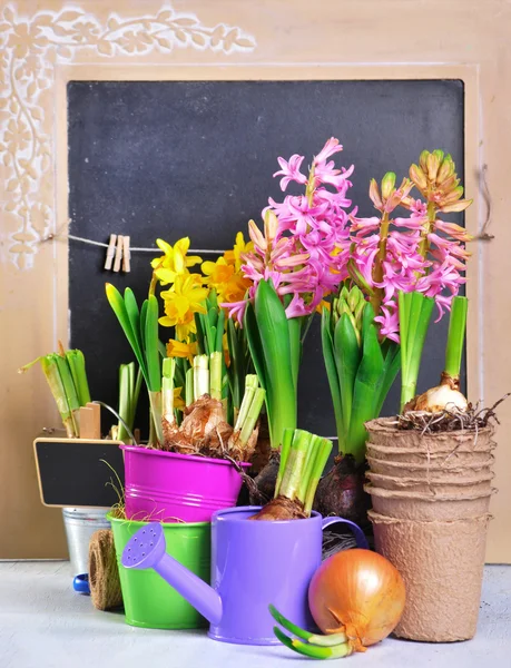 Plants and tools — Stock Photo, Image