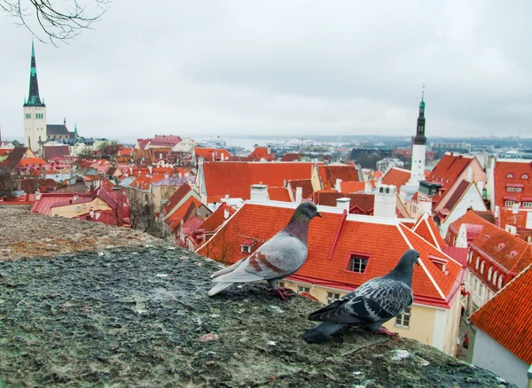 Pigeon over the Tallinn — Stock Photo, Image