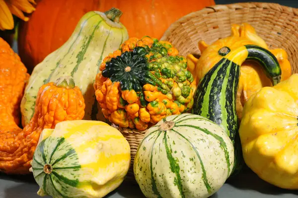 Mini citrouilles décoratives sur fond en bois — Photo