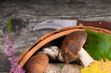 sepet ve huş ağacı bolete