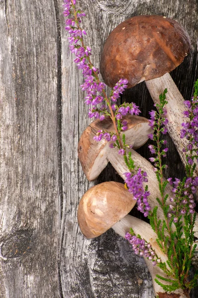 Cesta con bolete de abedul — Foto de Stock