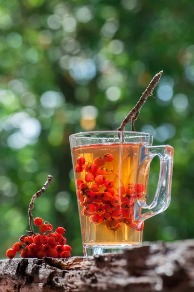 Ashberry tea — Stock Photo, Image