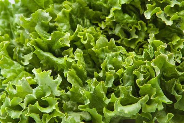 Kopfsalat — Stockfoto