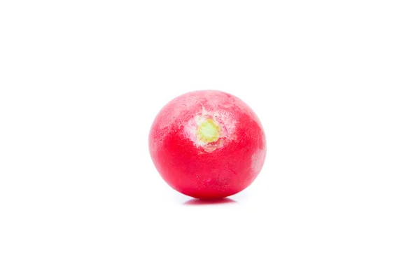 Yksi punainen redish — kuvapankkivalokuva
