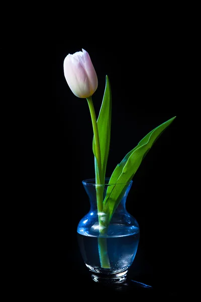 Tulip in the vase — Stock Photo, Image