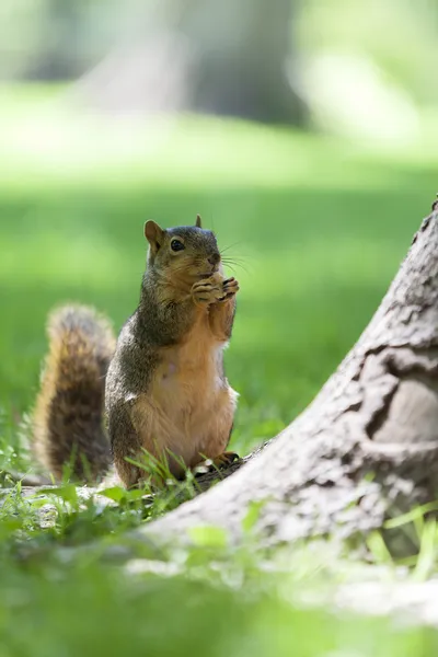 Gray squirrel eating — Stock Photo, Image