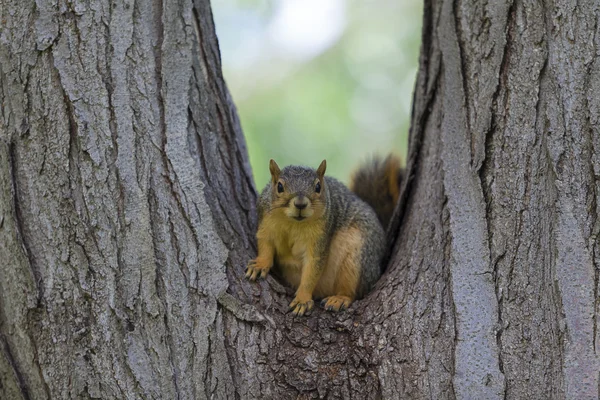 Esquilo cinzento sentado na árvore — Fotografia de Stock