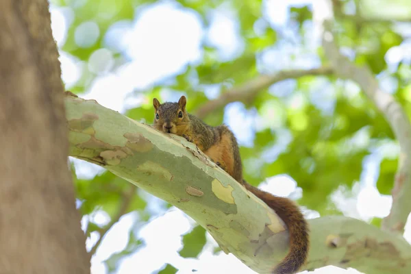 Gray squirrel zittend op de boom — Stockfoto