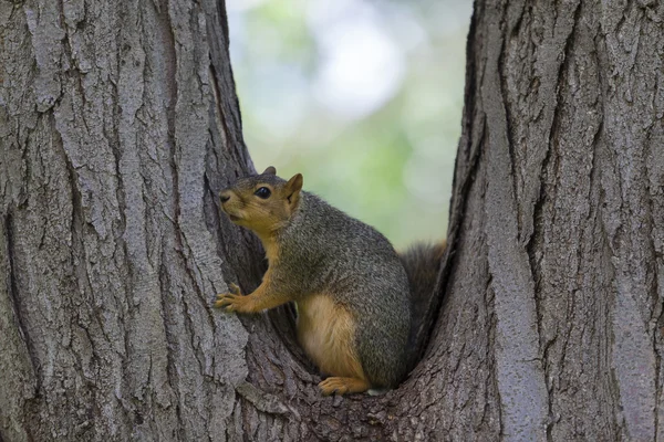 Esquilo cinzento sentado na árvore — Fotografia de Stock