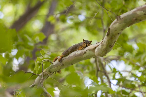 Gray squirrel sitting on the tree — Stock Photo, Image