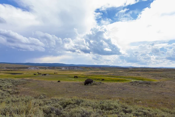 Yellowstone national park — Stock Photo, Image