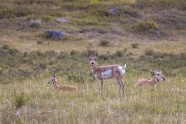Yellowstone Milli Parkı
