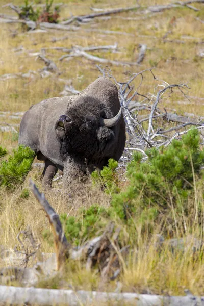 Yellowstone Milli Parkı — Stok fotoğraf