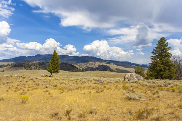 Yellowstone National Park — Stock Photo, Image