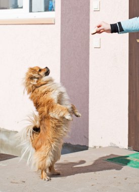 Köpek Gıda atlar