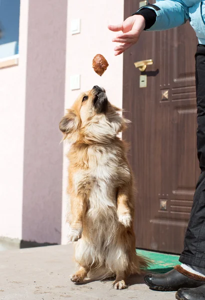 O cão salta atrás da comida — Fotografia de Stock