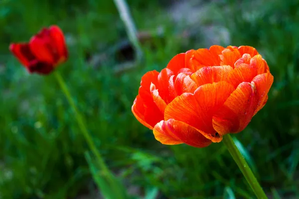 Lindas flores de tulipa primavera — Fotografia de Stock
