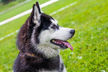 Yeşil çimenlikteki köpek