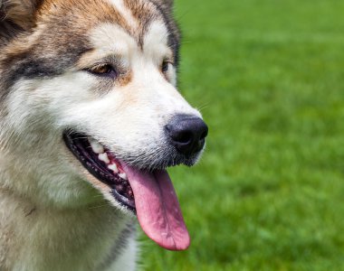 Yeşil çimenlikteki köpek