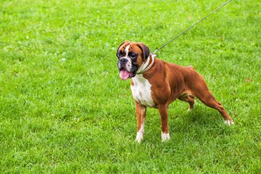 köpek çim üzerinde