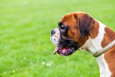 köpek çim üzerinde